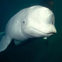 Gabor Fodor's profile picture